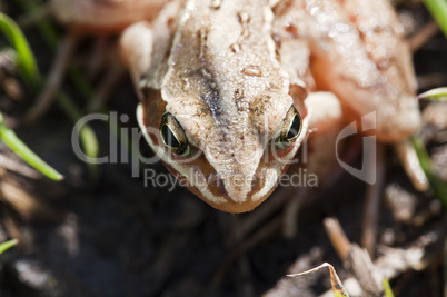 Grass frog - Rana temporaria