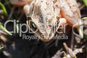 Grass frog - Rana temporaria