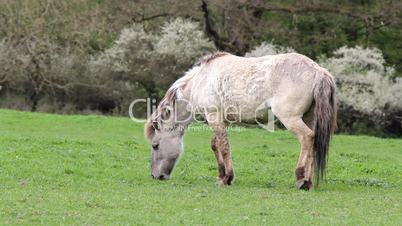 tarpan horse