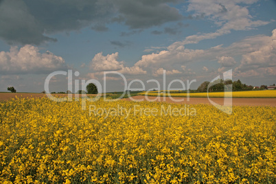 Rapsfeld mit Wolkenhimmel