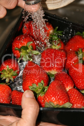 Erdbeeren werden gewaschen