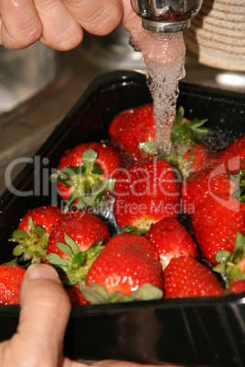 Erdbeeren beim Waschen