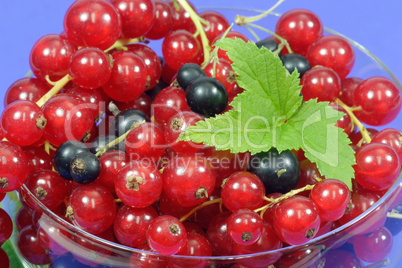 Johannisbeeren