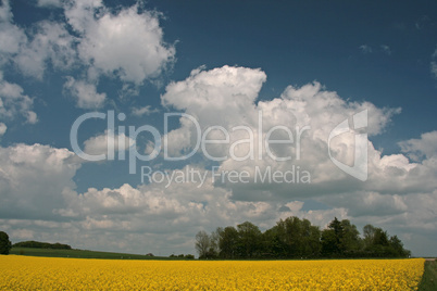 Rapsfeld und Wolkenhimmel