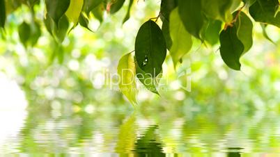Blätter über Wasser