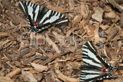 Zebra Swallowtail Butterfly Pair