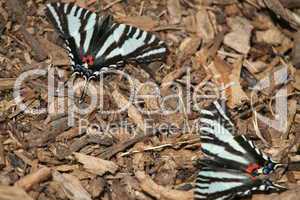 Zebra Swallowtail Butterfly Pair