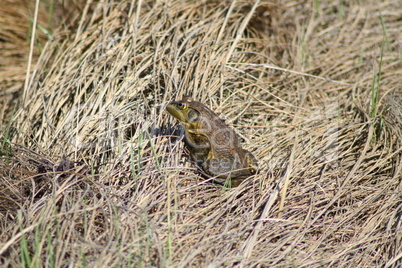 Toad in grass