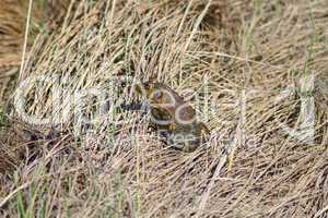 Toad in grass