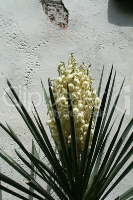 Yucca in the southwest