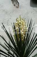 Yucca in the southwest