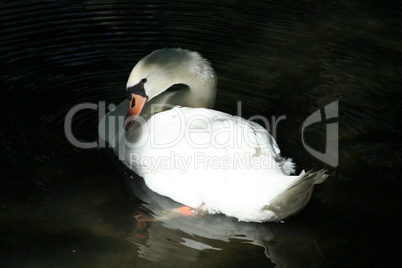 swan in the darkness