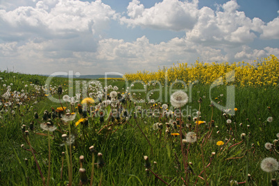 Wiese mit Pusteblumen und Rapsfeld