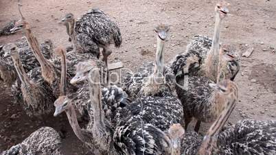 group of young ostrich