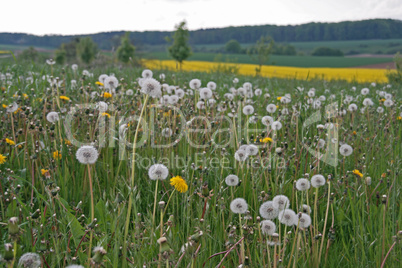 Löwenzahnwiese und Rapsfeld