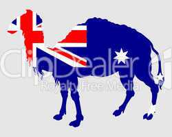 Nationalflagge von Australien mit Kamel
