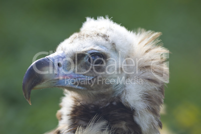 black vulture head close up