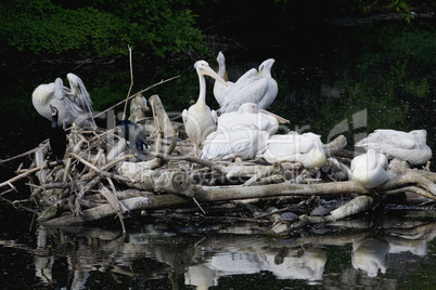 Pelican nest on lake