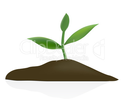 Young plant in dark soil isolated on white background