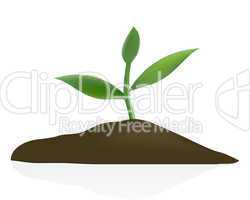 Young plant in dark soil isolated on white background