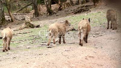 young boars