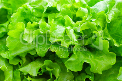 Fresh green leaf lettuce