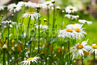 Summer daisies