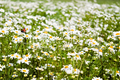 Summer daisies