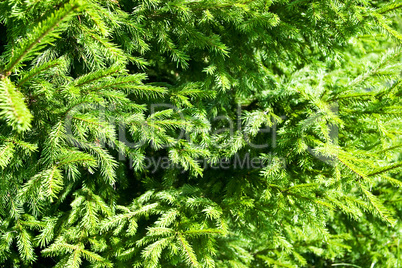 Closeup of evergreen spruce branches