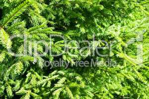 Closeup of evergreen spruce branches