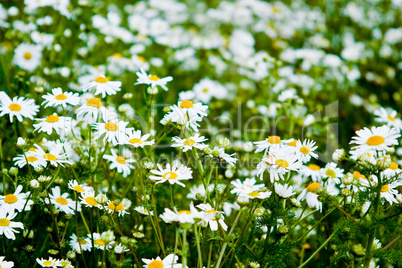 Summer daisies