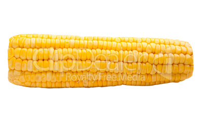 Sweet corn isolated