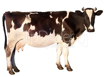 Cow is isolated