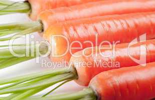 Carrot close up