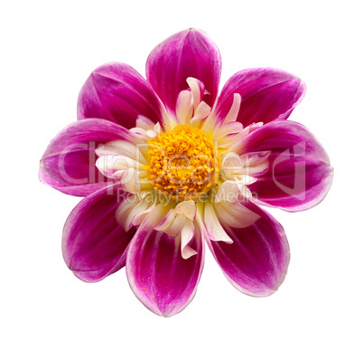 Bright flower isolated