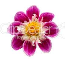 Bright flower isolated