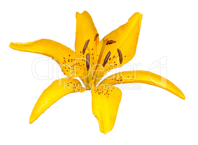 Yellow lily flower isolated