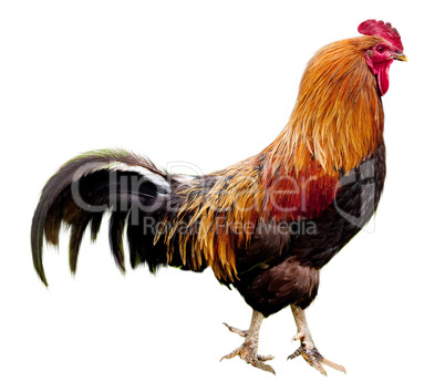 Rooster isolated