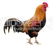 Rooster isolated