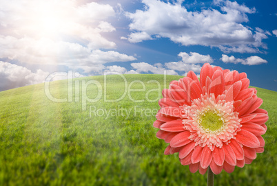 Pink Gerber Daisy Over Grass Field and Sky
