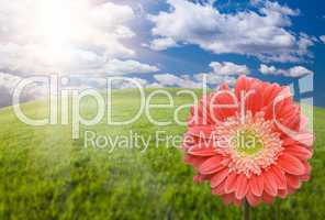 Pink Gerber Daisy Over Grass Field and Sky