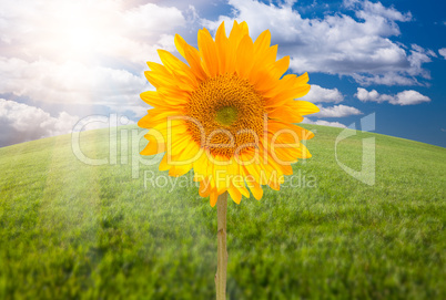 Beautiful Sunflower Over Grass Field