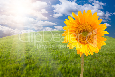 Beautiful Sunflower Over Grass Field