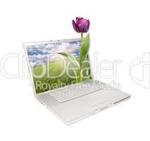 Silver Computer Laptop Isolated with Tulip