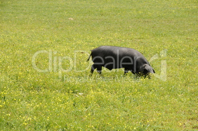 Schwarzes Schwein auf Mallorca