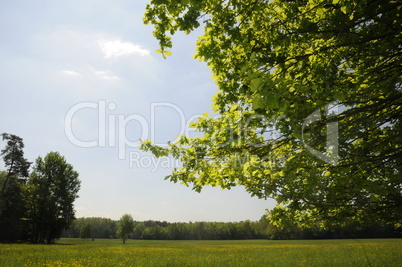 Eiche am Waldrand