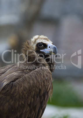 black vulture close up
