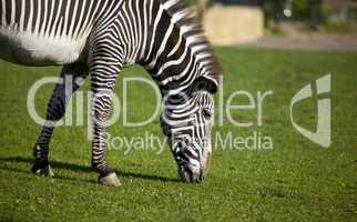 Zebra walk on grass