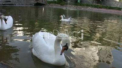 White Swans