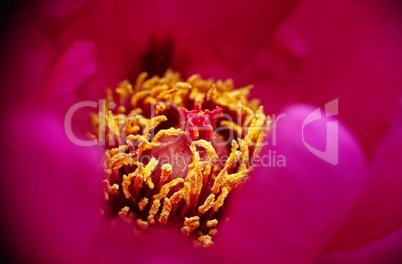 Pfingstrose in Rot mit gelben Stempel